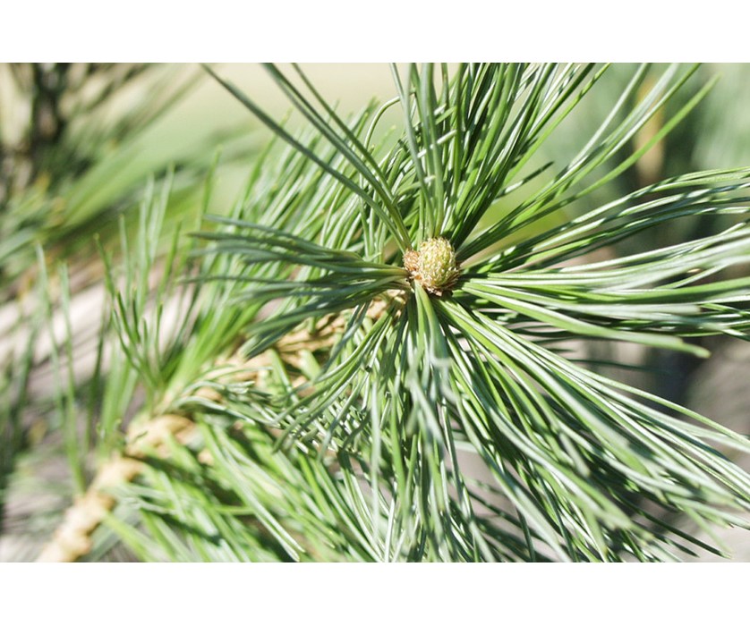 Vanderwolf's Pyramid Limber Pine